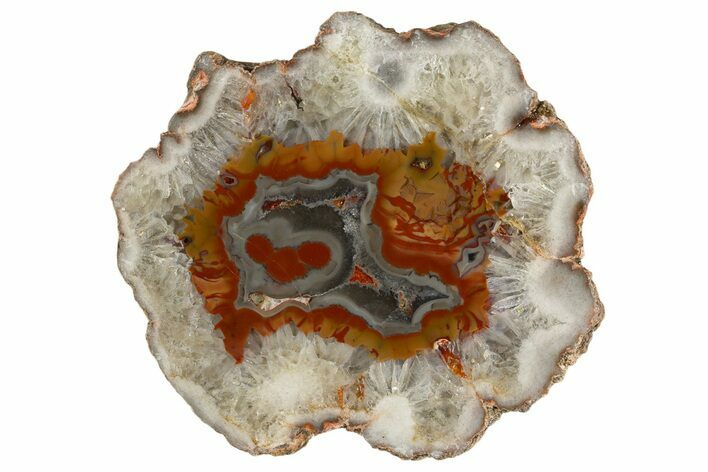 Colorful Polished Puma Agate Nodule Half - Argentina #338153